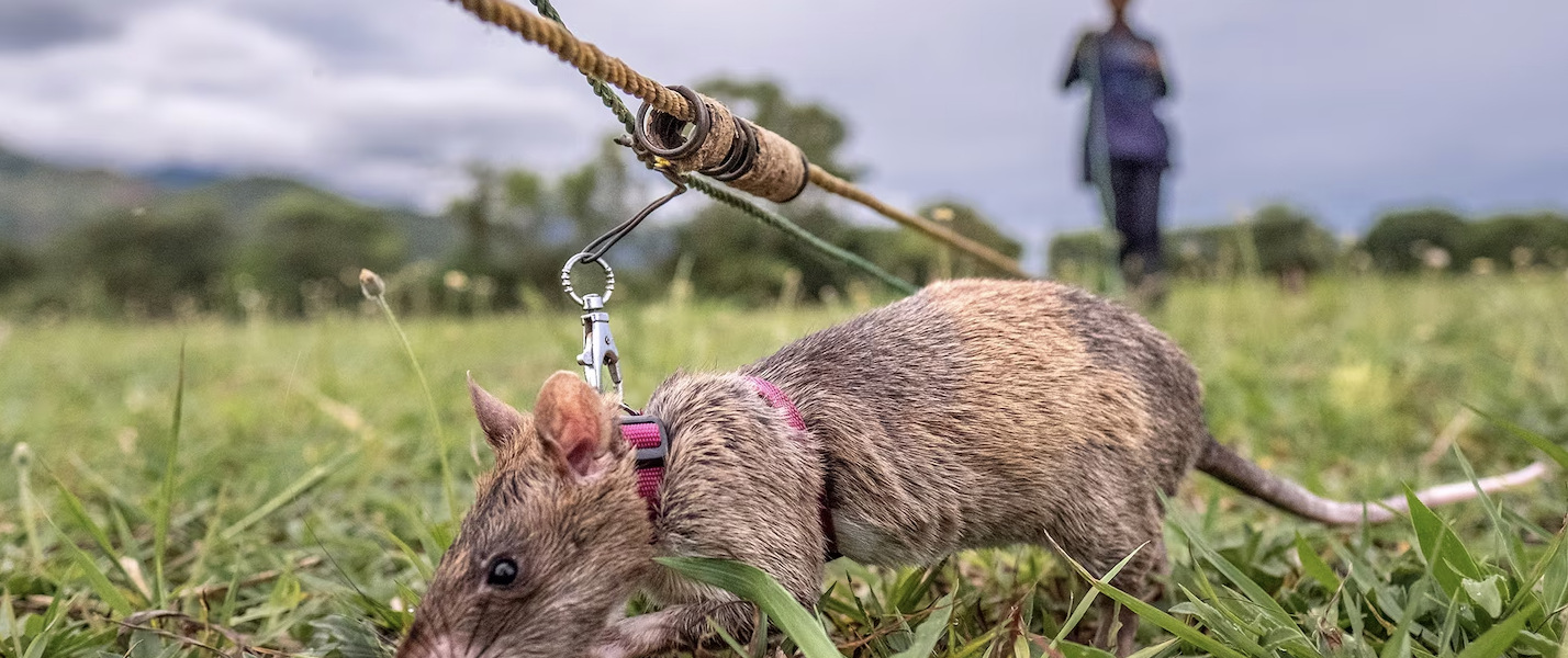 Carolina the Heroic Giant Rat