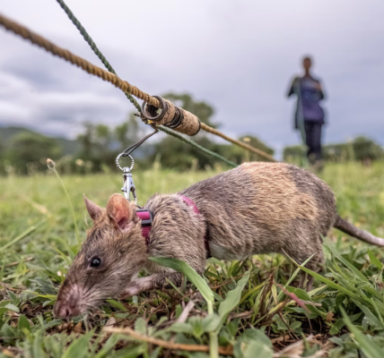 Carolina the Heroic Giant Rat