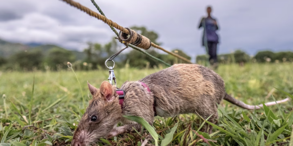 Carolina the Heroic Giant Rat